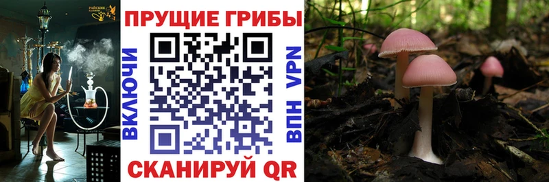 Псилоцибиновые грибы Psilocybe  МЕГА   Костомукша 